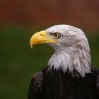 Weißkopfseeadler in Staufen