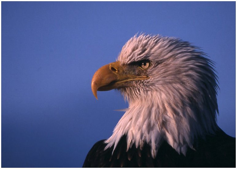 Weisskopfseeadler IV