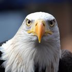 Weißkopfseeadler Jaffa