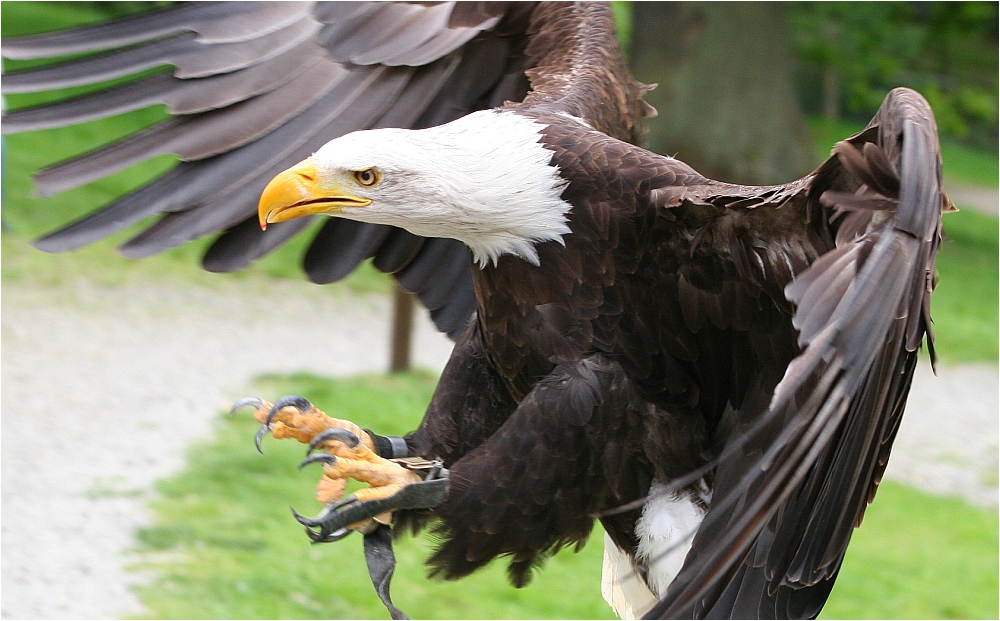 Weißkopfseeadler Joker