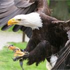 Weißkopfseeadler Joker