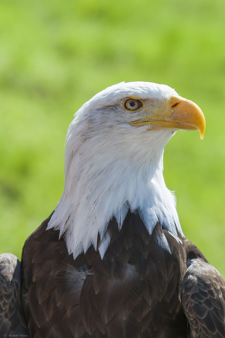 Weißkopfseeadler Joker