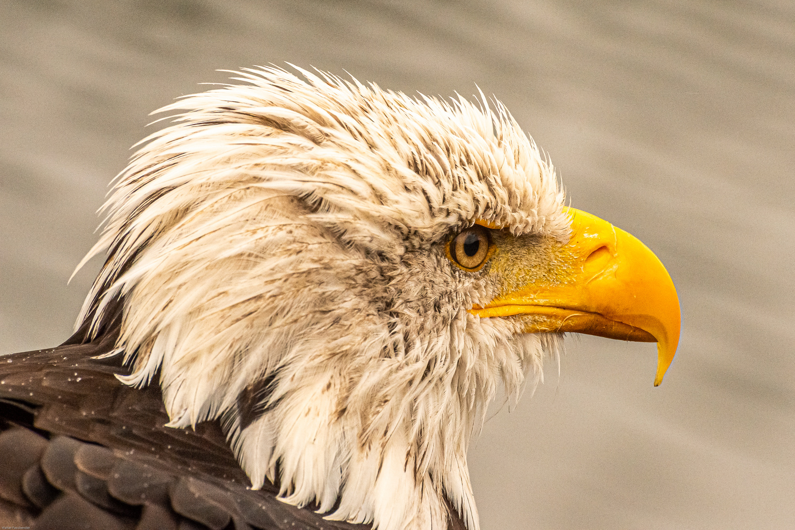 Weißkopfseeadler Jungtier