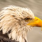 Weißkopfseeadler Jungtier