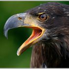 Weisskopfseeadler Jungtier (Haliaeetus leucocephalus)