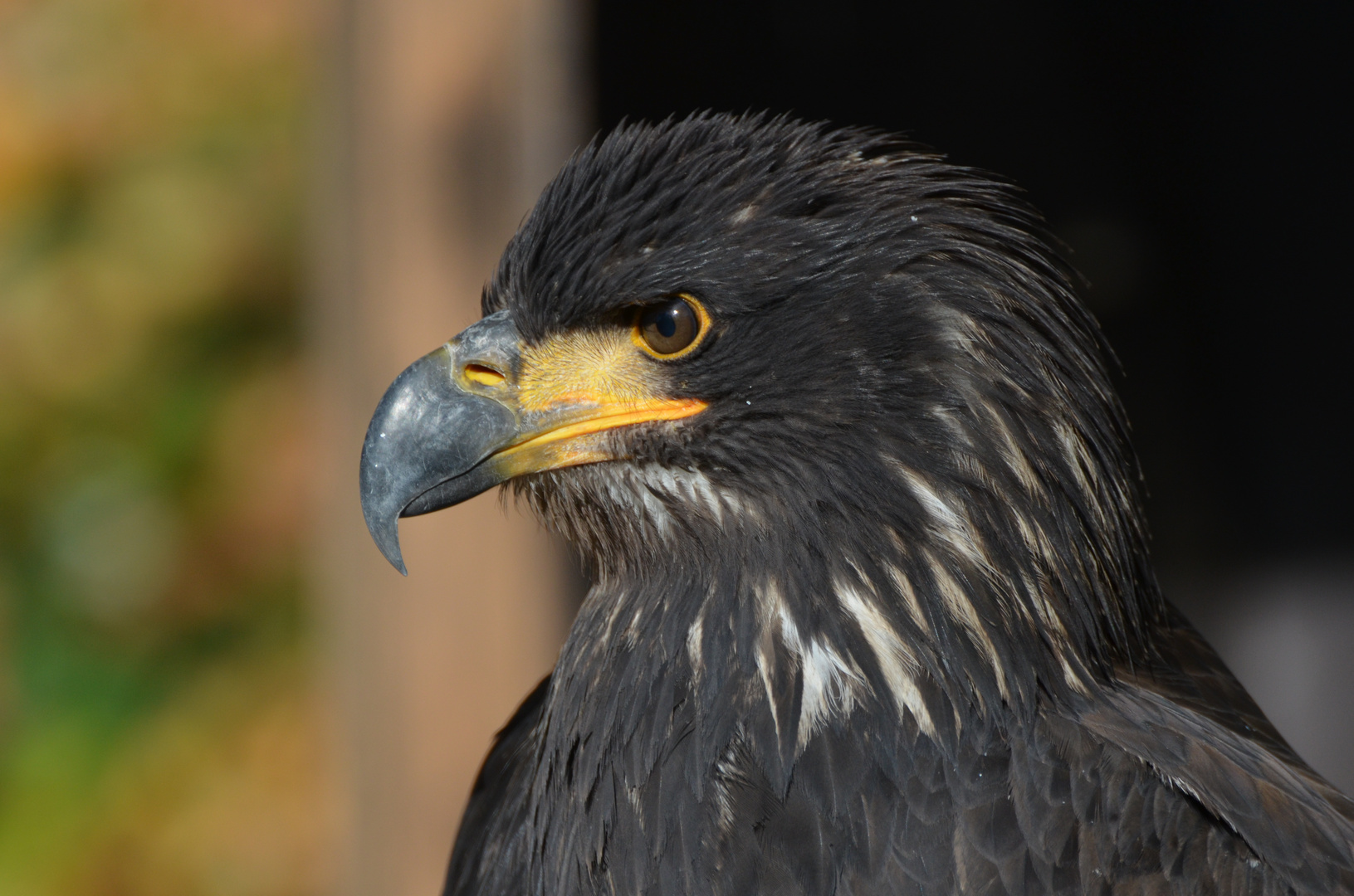 Weisskopfseeadler (Jungtier) im Falkenhoff Schillingsfürst 2 Aufnahme