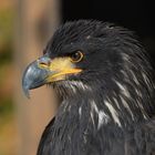 Weisskopfseeadler (Jungtier) im Falkenhoff Schillingsfürst 2 Aufnahme