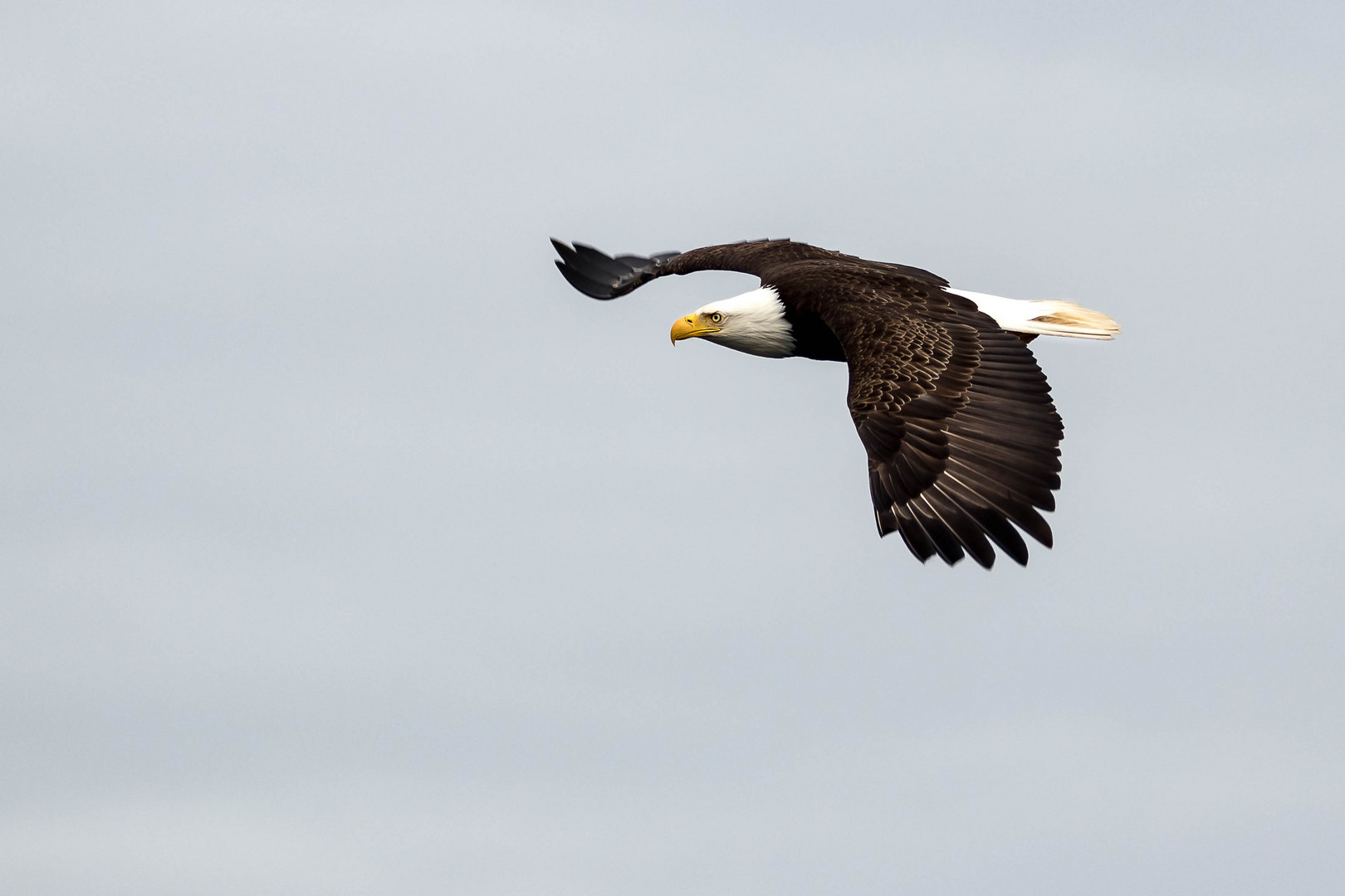 Weißkopfseeadler Kanada im Flug