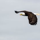 Weißkopfseeadler Kanada im Flug