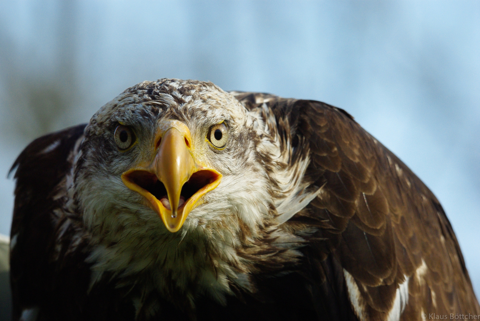 Weißkopfseeadler - klare Signale