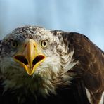 Weißkopfseeadler - klare Signale