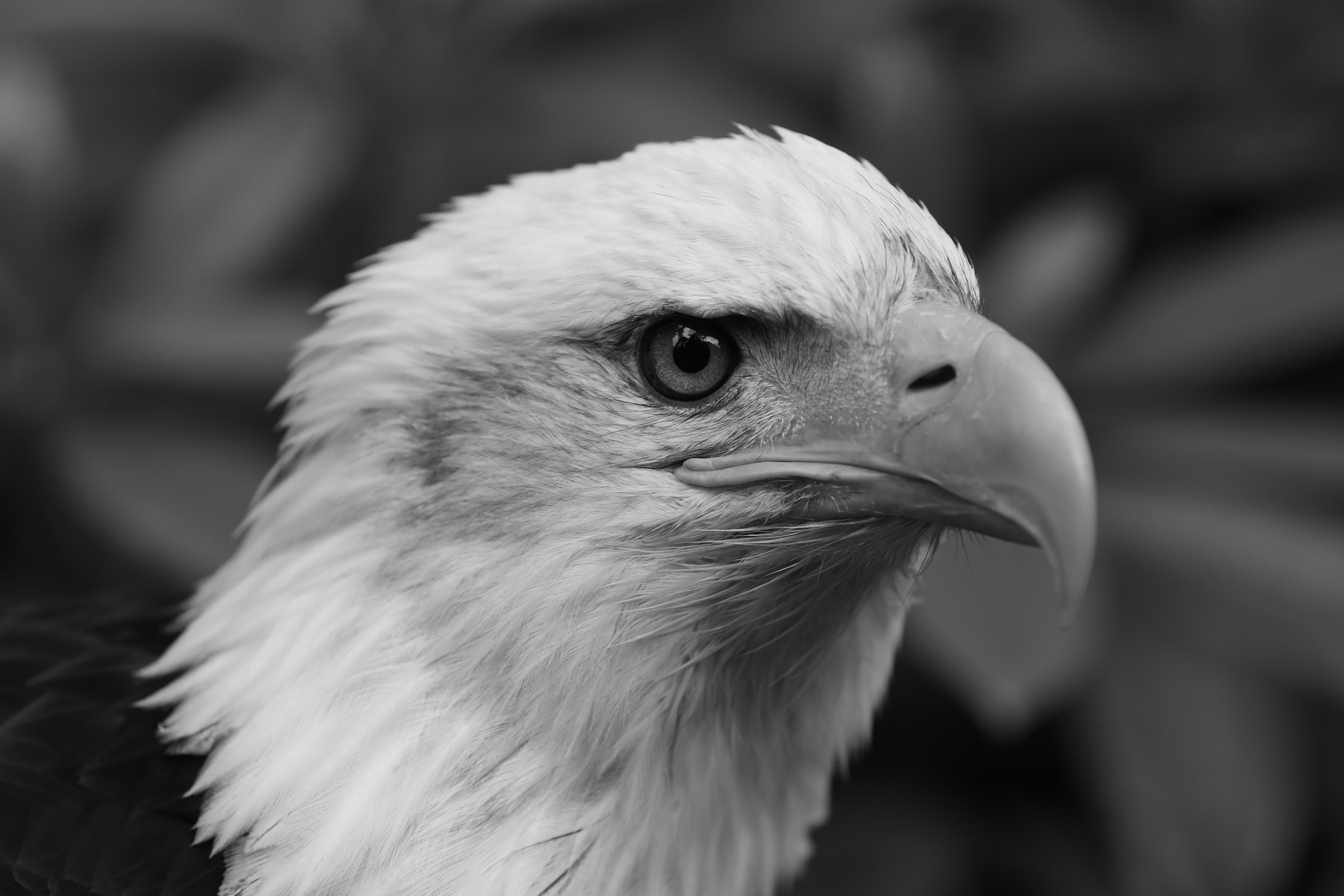 Weißkopfseeadler-Kopf