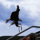 Weißkopfseeadler Kopf runter ;-)