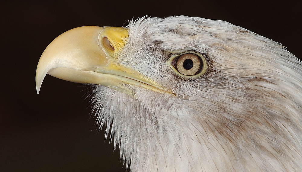 Weißkopfseeadler - Kopfprofil