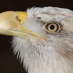 Weißkopfseeadler - Kopfprofil