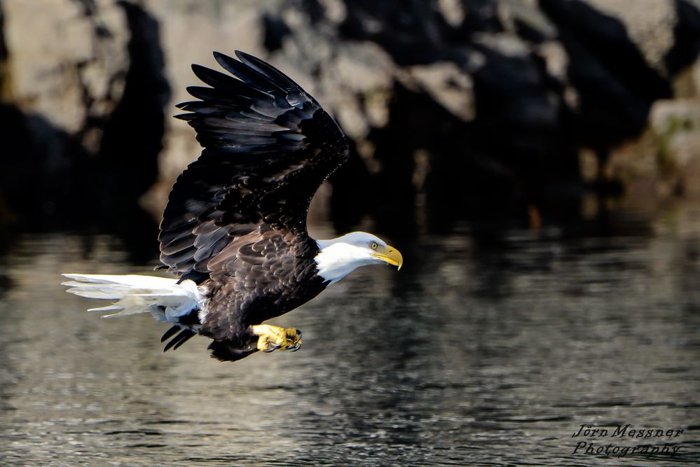 Weißkopfseeadler kurz davor einen Fisch zu fangen