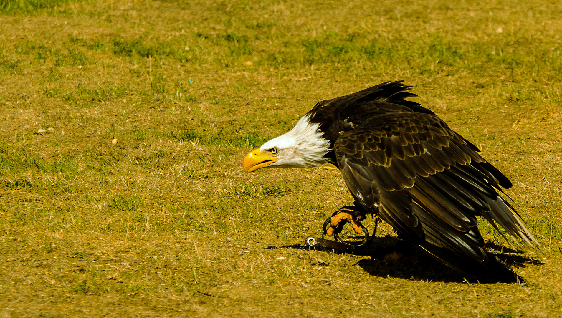 Weißkopfseeadler läuft zum Futter