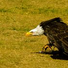 Weißkopfseeadler läuft zum Futter