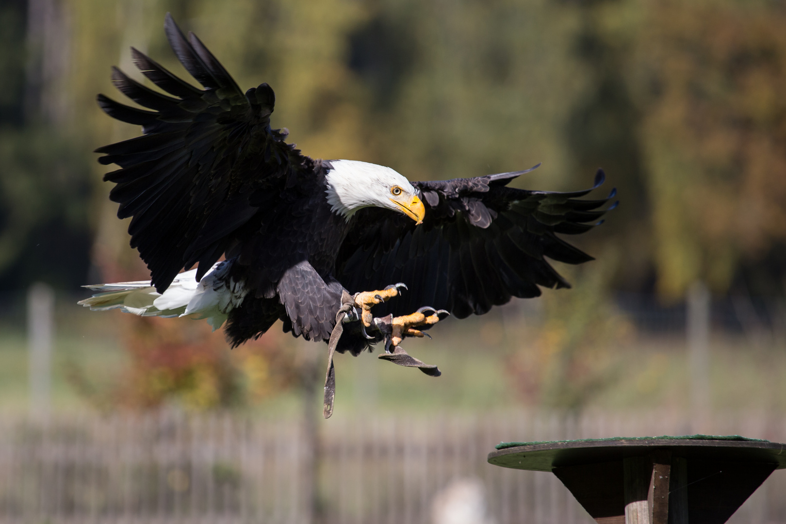 Weißkopfseeadler landet