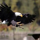 Weißkopfseeadler landet