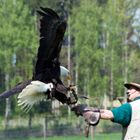 Weißkopfseeadler-Landung