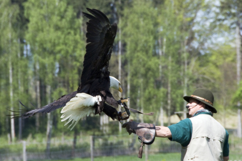 Weißkopfseeadler-Landung