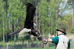 Weißkopfseeadler-Landung