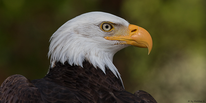 Weißkopfseeadler Max