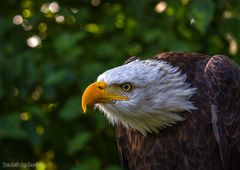 Weisskopfseeadler "Max"