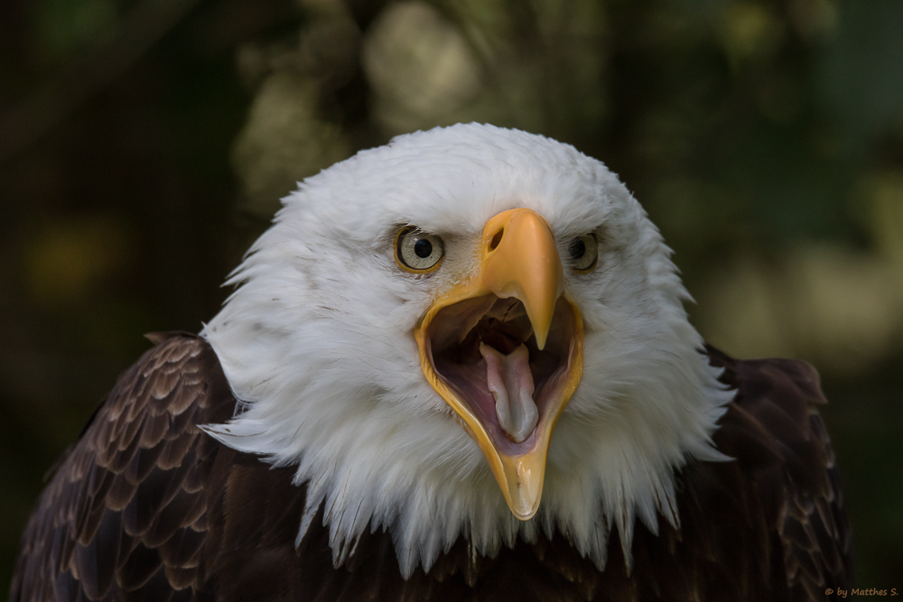 Weißkopfseeadler Max