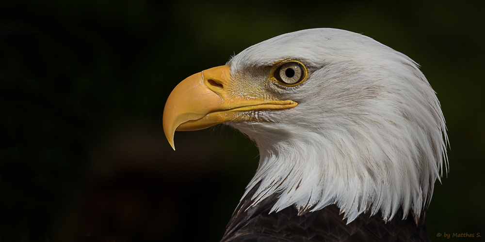 Weißkopfseeadler Max