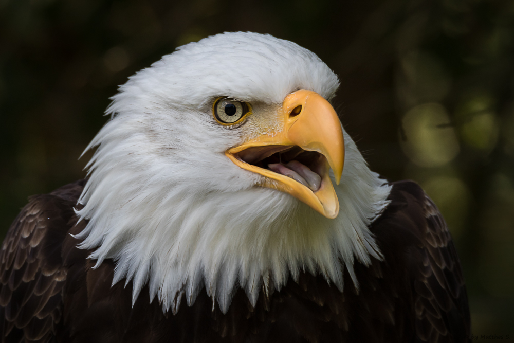 Weißkopfseeadler Max