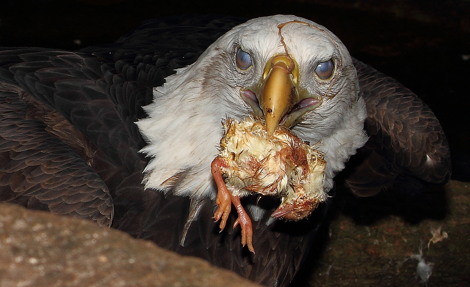 Weißkopfseeadler mit Abendessen