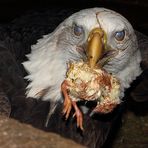 Weißkopfseeadler mit Abendessen