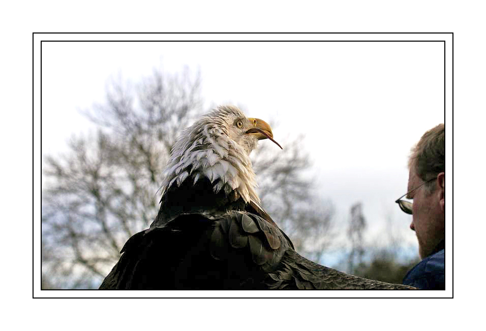 Weisskopfseeadler mit Belohnung