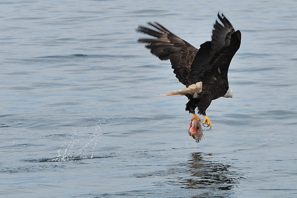 Weißkopfseeadler mit Beute beim Abflug Canada