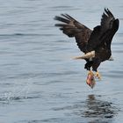 Weißkopfseeadler mit Beute beim Abflug Canada