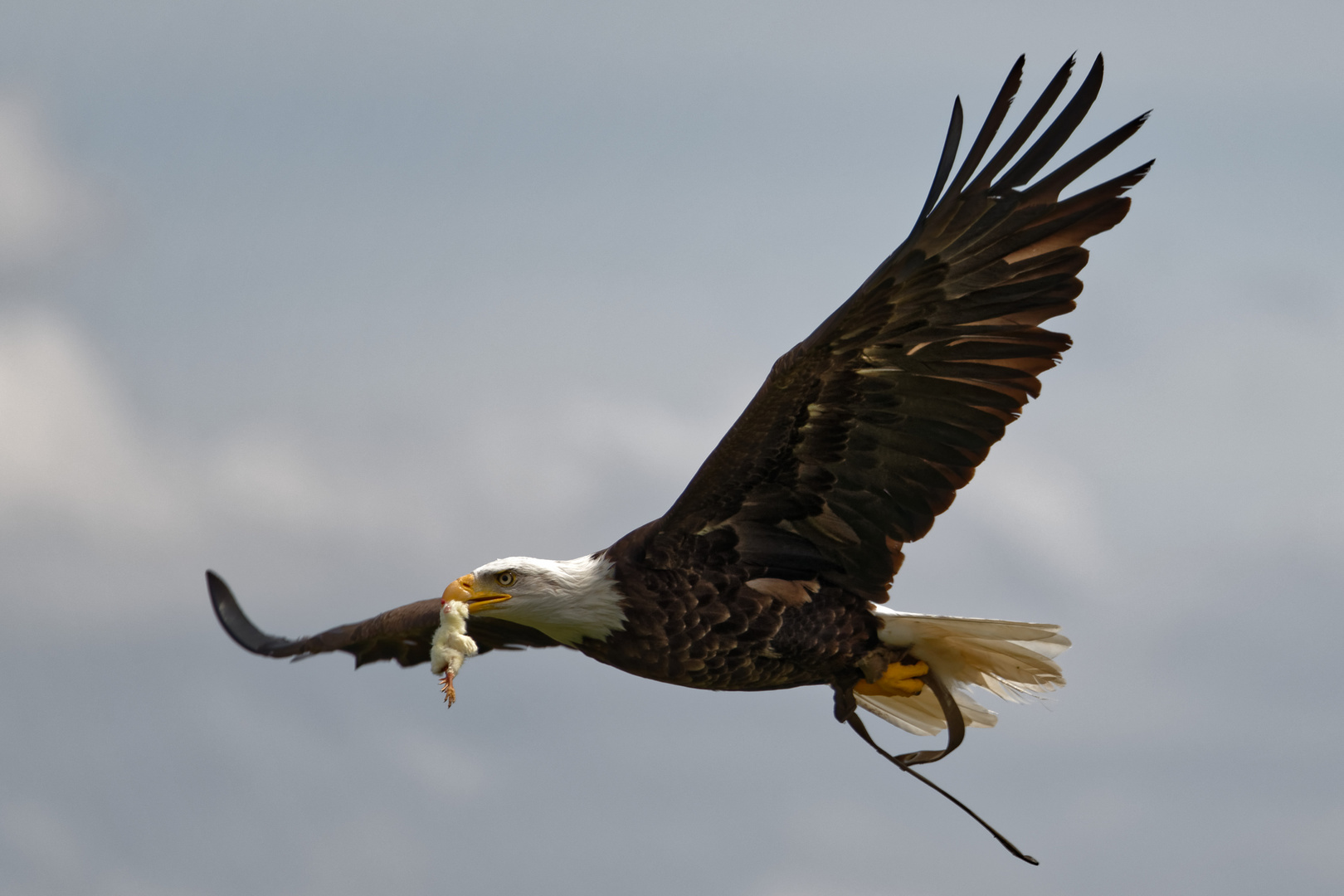 Weißkopfseeadler mit Beute im Flug