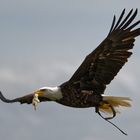 Weißkopfseeadler mit Beute im Flug