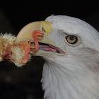 Weißkopfseeadler mit Beuteküken