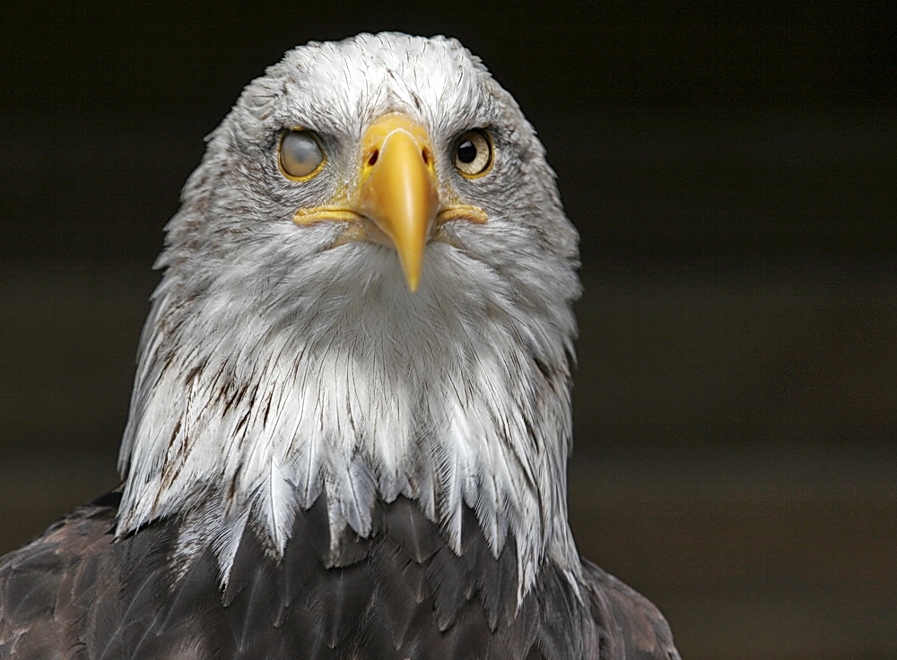 Weißkopfseeadler mit geschlossener Nickhaut