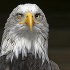 Weißkopfseeadler mit geschlossener Nickhaut