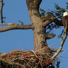 Weisskopfseeadler mit Nachwuchs