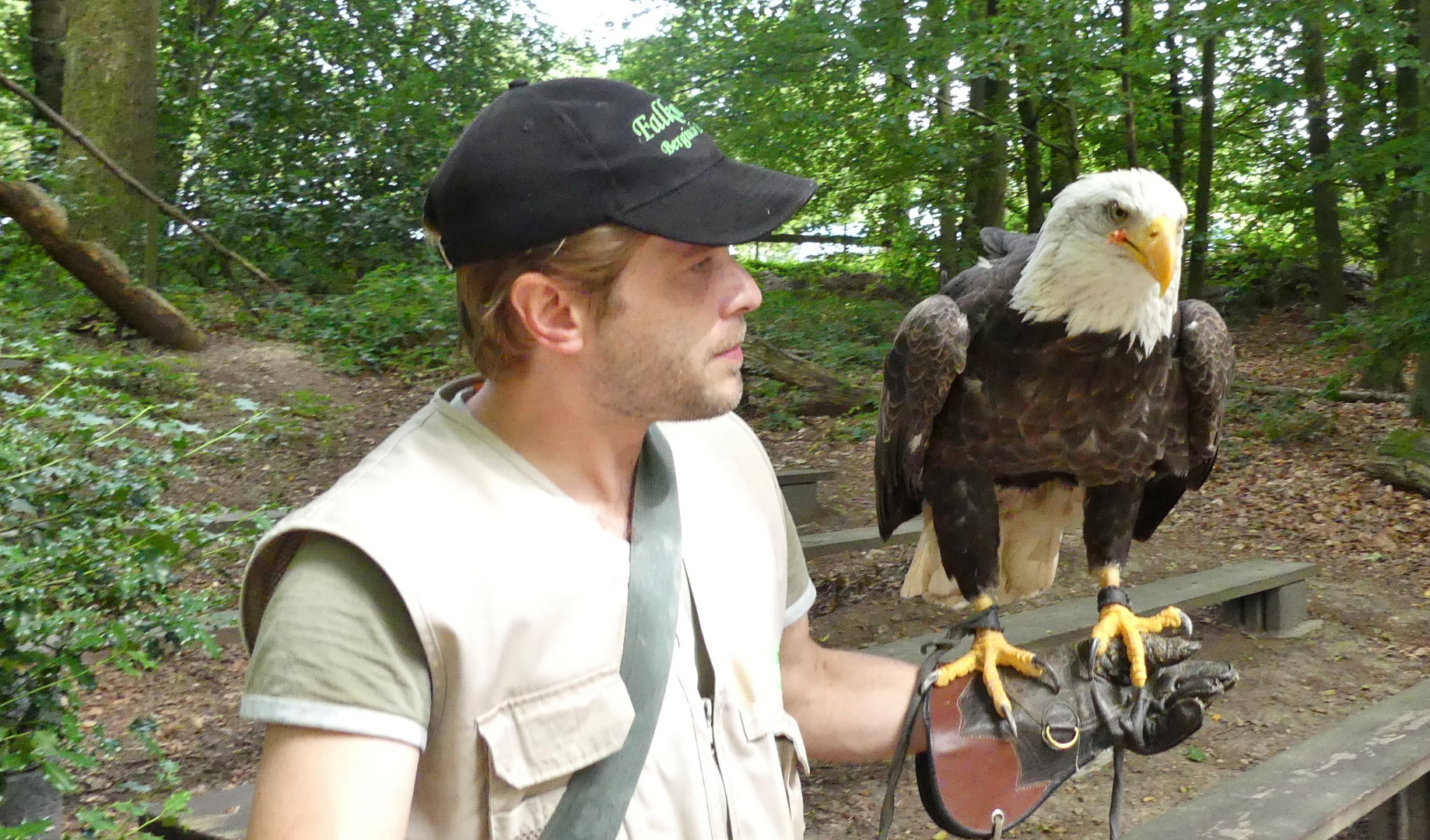 Weißkopfseeadler mit Trainer in der Falknerei Bergisch Land in Remscheid