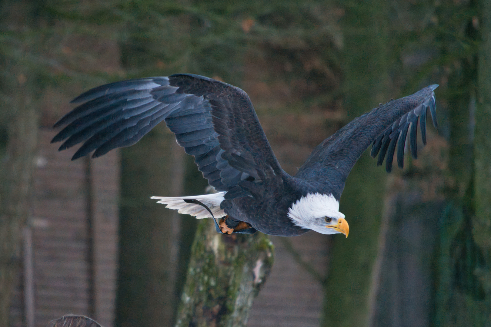 Weißkopfseeadler Molly