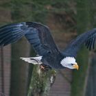 Weißkopfseeadler Molly