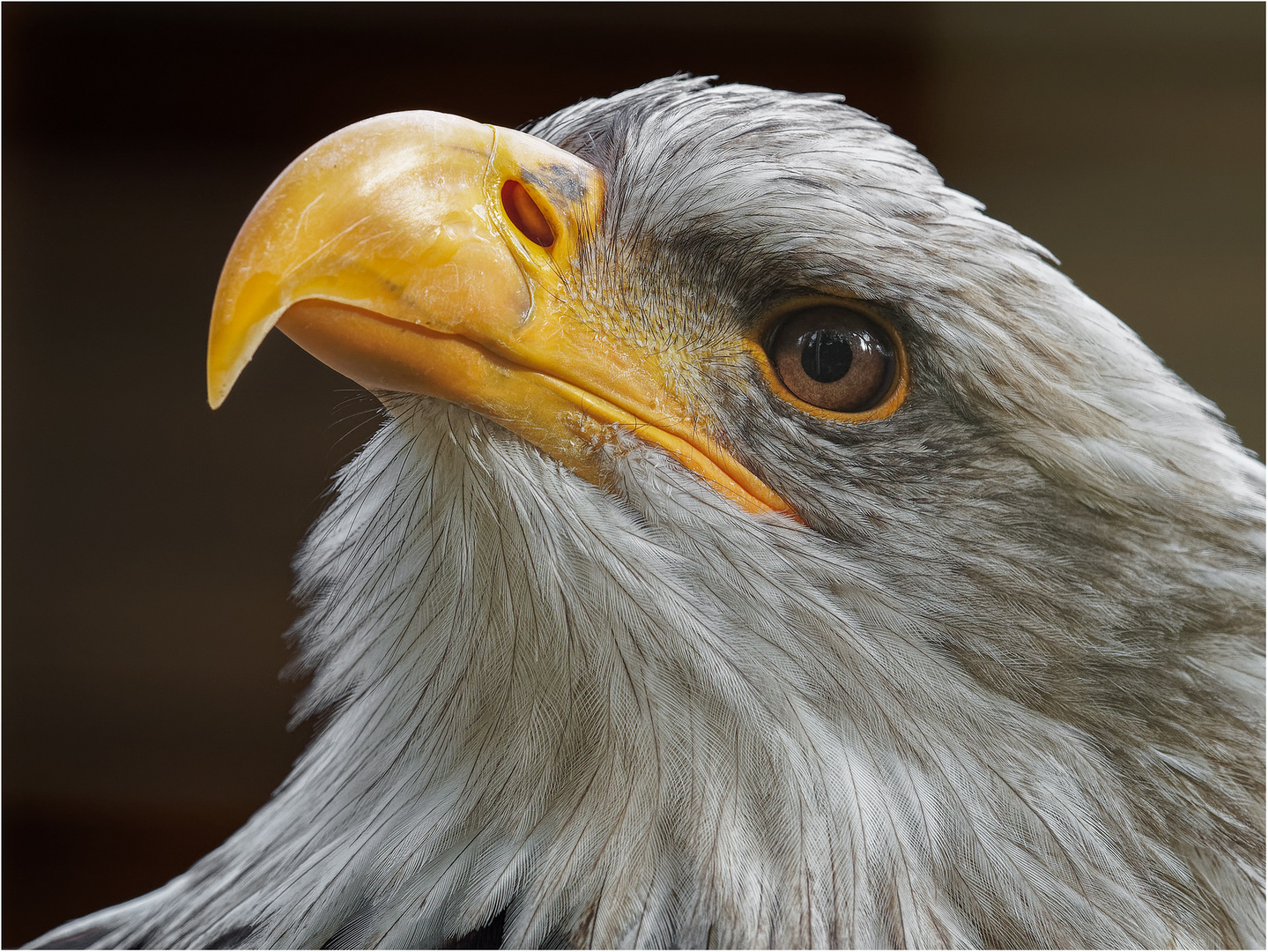 Weißkopfseeadler Molly