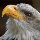 Weißkopfseeadler Molly