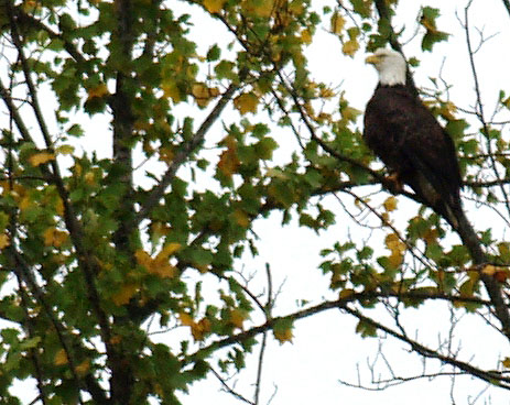 Weißkopfseeadler Nähe Cookeville TN USA