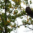 Weißkopfseeadler Nähe Cookeville TN USA